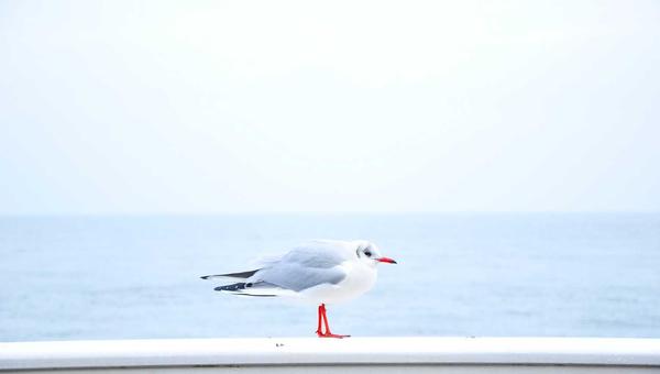 双色球知识